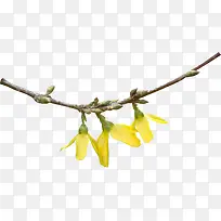 带花树枝图片-空若网 带花树枝图片-空若网