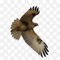 飞鸟-空若网 飞鸟-空若网