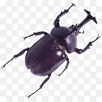 黑色甲虫-空若网 黑色甲虫-空若网