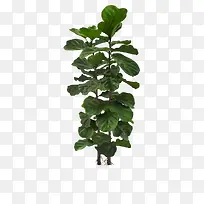 树枝-空若网 树枝-空若网