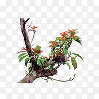 树枝-空若网 树枝-空若网