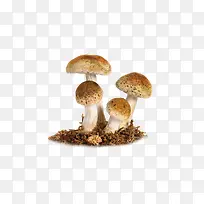 产品实物蘑菇-空若网 产品实物蘑菇-空若网