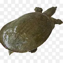 新鲜美味生猛甲鱼-空若网 新鲜美味生猛甲鱼-空若网