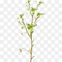 树-空若网 树-空若网