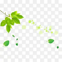 ����Ҷ��-������