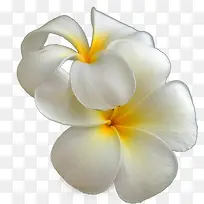 ��ɫ����-������