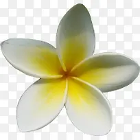 白色花朵鸡蛋花-空若网 白色花朵鸡蛋花-空若网