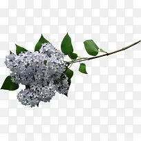 ��ɫ���㻨-������