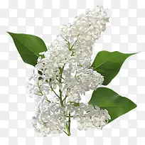 白色丁香花素材-空若网 白色丁香花素材-空若网