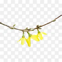 黄色花枝-空若网 黄色花枝-空若网