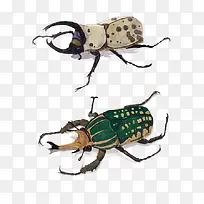 手绘天牛-空若网 手绘天牛-空若网