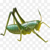 蚱蜢-空若网 蚱蜢-空若网