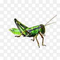蚱蜢-空若网 蚱蜢-空若网
