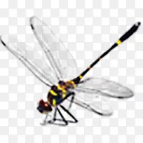 蜻蜓-空若网 蜻蜓-空若网