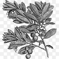 手绘素描风树叶树枝-空若网 手绘素描风树叶树枝-空若网