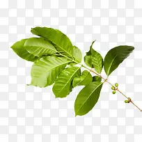 Ê÷Ö¦ÉϵĿ§·È¹ûʵÎï-¿ÕÈôÍø Ê÷Ö¦ÉϵĿ§·È¹ûʵÎï-¿ÕÈôÍø