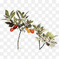 树枝-空若网 树枝-空若网