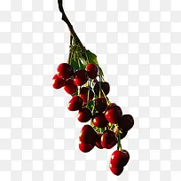 红色樱桃-空若网 红色樱桃-空若网