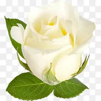 ��ɫõ�廨-������