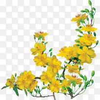 杏子-空若网 杏子-空若网