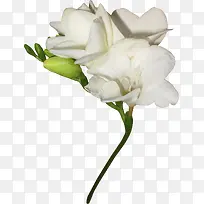 白色郁金香-空若网 白色郁金香-空若网