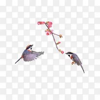 小鸟-空若网 小鸟-空若网