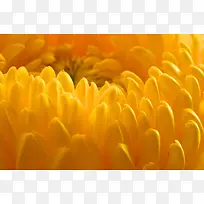 黄色菊花摄影特写-空若网 黄色菊花摄影特写-空若网