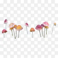 漂亮彩色蘑菇-空若网 漂亮彩色蘑菇-空若网