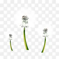 卡通手绘蒲公英-空若网 卡通手绘蒲公英-空若网