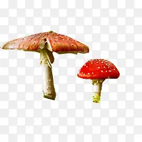 高清摄影颜色鲜艳的蘑菇-空若网 高清摄影颜色鲜艳的蘑菇-空若网