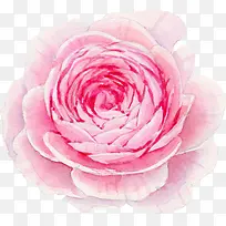 怒放粉色水彩花骨朵-空若网 怒放粉色水彩花骨朵-空若网