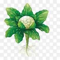 矢量白花菜-空若网 矢量白花菜-空若网