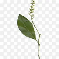 ��ֲװ��-������