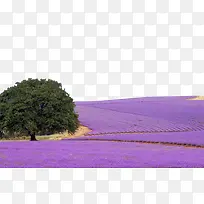 ��ƬѬ�²���ֲ-������