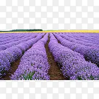 Ѭ�²�ׯ԰-������