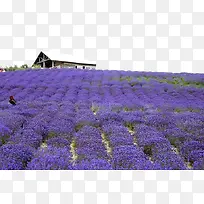 熏衣草种植-空若网 熏衣草种植-空若网