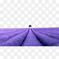 浪漫熏衣草种植-空若网 浪漫熏衣草种植-空若网