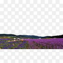 熏衣草庄园-空若网 熏衣草庄园-空若网