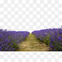 Ѭ�²ݻ�ɴ��Ӱ����-������