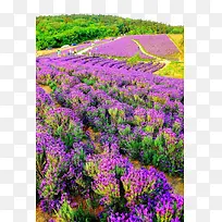 郊外熏衣草-空若网 郊外熏衣草-空若网