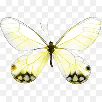 透明翅膀的蝴蝶-空若网 透明翅膀的蝴蝶-空若网