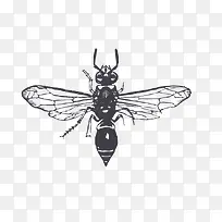 黑色的虫-空若网 黑色的虫-空若网