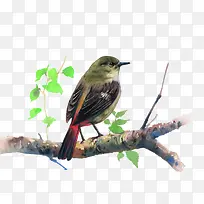 树枝上的鸟-空若网 树枝上的鸟-空若网