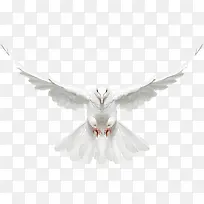 ���Ӹ��ӷ��ز�-������