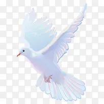 白色鸽子矢量素材-空若网 白色鸽子矢量素材-空若网