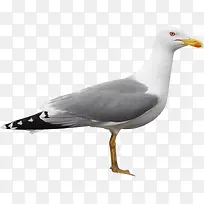 和平-空若网 和平-空若网