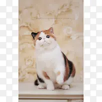 可爱肥胖的花猫素材-空若网 可爱肥胖的花猫素材-空若网