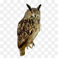 水彩猫头鹰-空若网 水彩猫头鹰-空若网