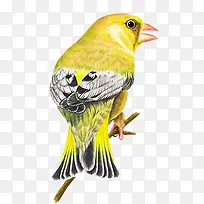 ��֦�ϵ�С��-������