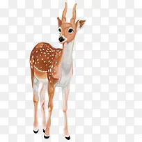 长颈鹿-空若网 长颈鹿-空若网